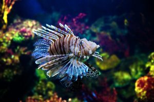 Red Lion Fish