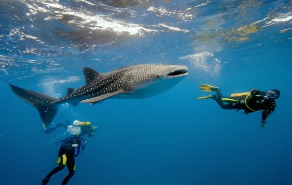 Whale Shark