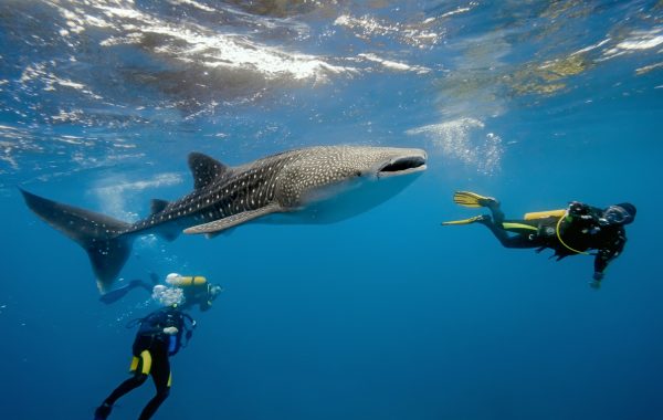 Whale Shark