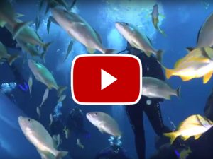 georgia aquarium