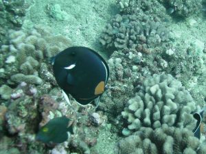 Scuba Diving under sea