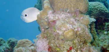 10 Tips for Divers to Protect the Water on this Planet