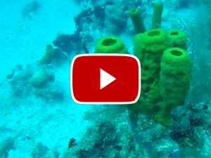 scuba grand cayman