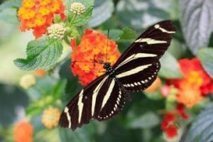 128953_Destination_Roatan_Butterfly Garden_B_Roatan_Butterfly_iStock_000009822259XSmall