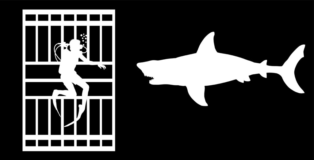 sharks while diving