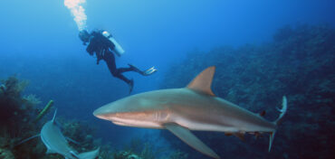 Caribbean Reef Sharks: Why Divers Seek these Sharks Out the Most