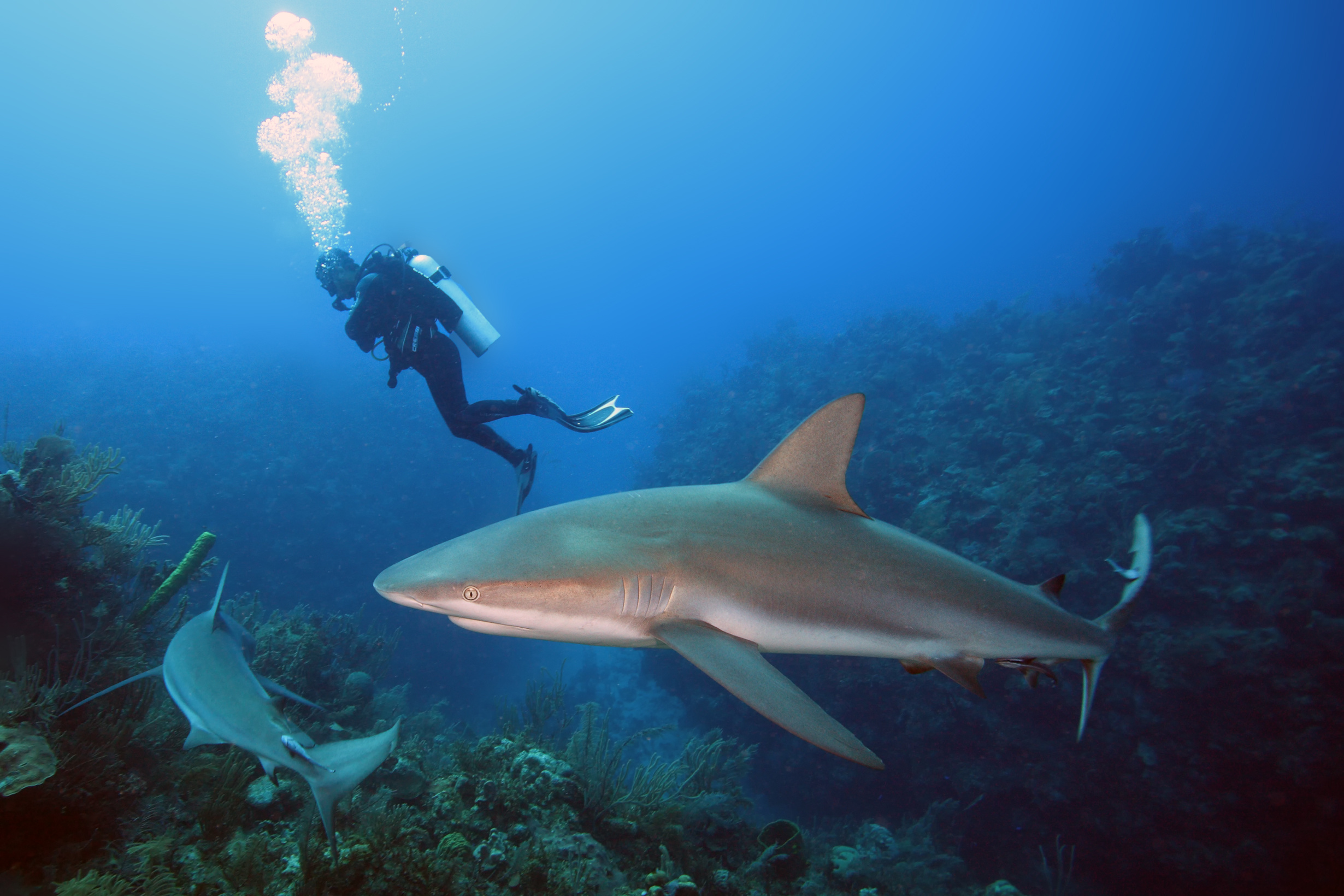 The Caribbean reef shark (Carcharhinus perezii) swims over reef in blue.