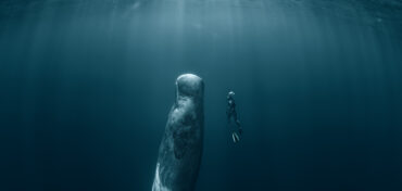 Do you need a SCUBA certification to Freedive ?