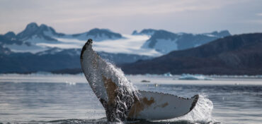 Why Diving in Greenland is a Bucket List Must