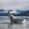 Why Diving in Greenland is a Bucket List Must