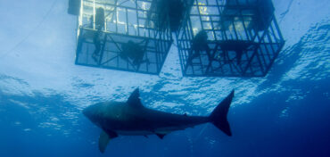 Surviving a Shark Attack While Cage Diving