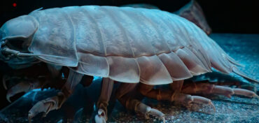 Three New Marine Species Discovered 2022