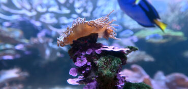 5 Best Locations to SCUBA Dive Over Spring Break