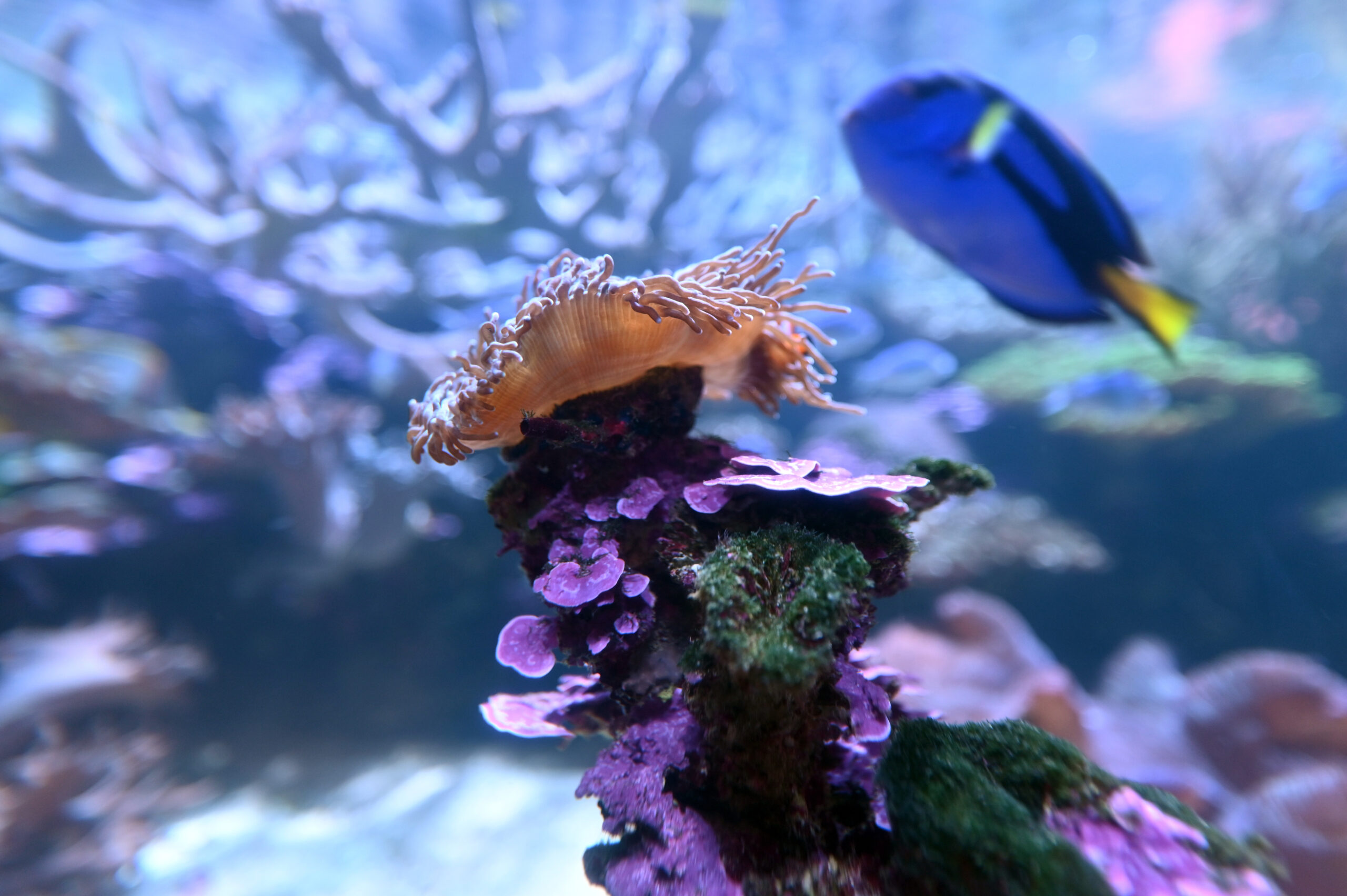 Tropical fish and corals in Ningaloo reef coast in Western Australia