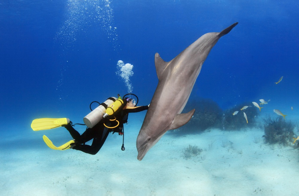 Swimming with Dolphins