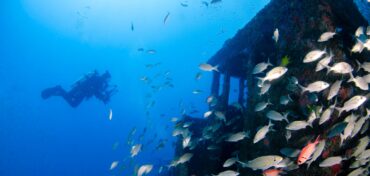 The Beauty of Wreck Diving