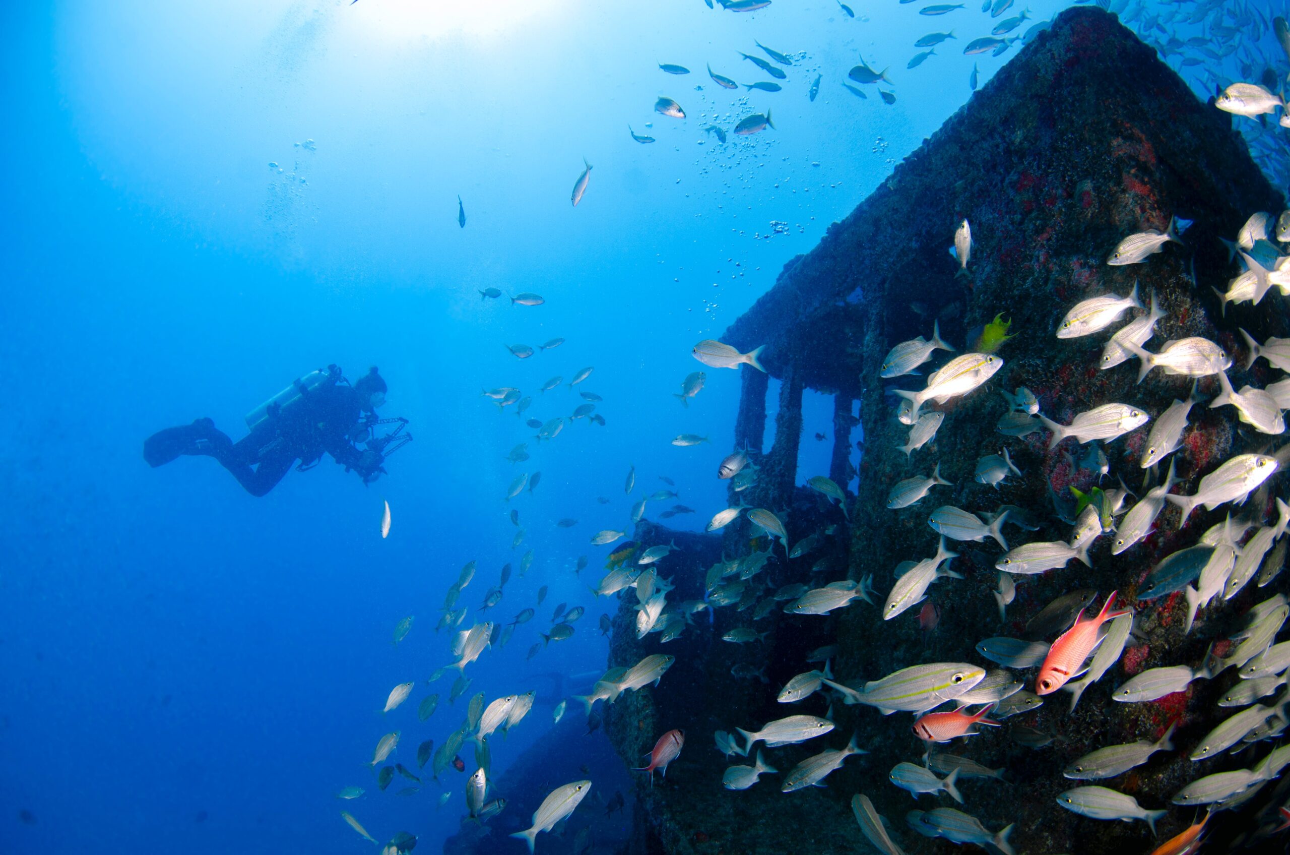 The beauty of wreck diving