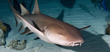 The Simple Explanation Behind Unexpected Nurse Shark Attacks