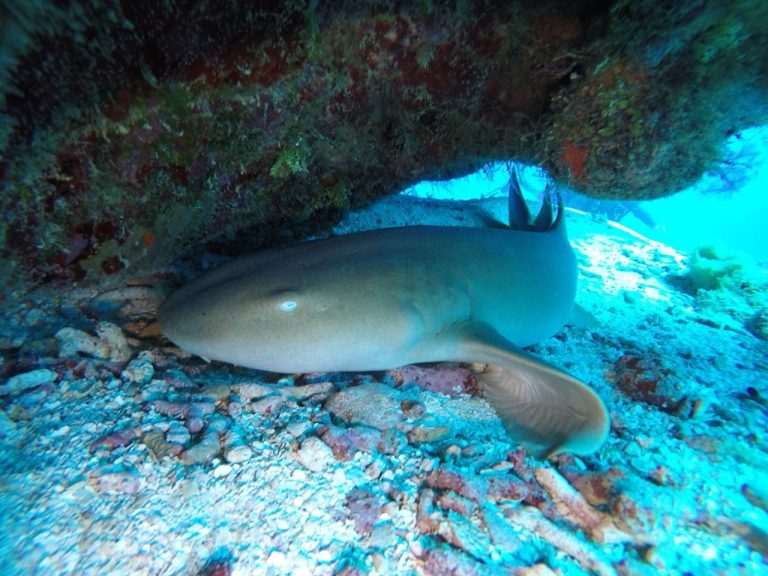 KevinShark By The Shore Scuba Instruction kevinshark-by-the-shore-scuba-instruction