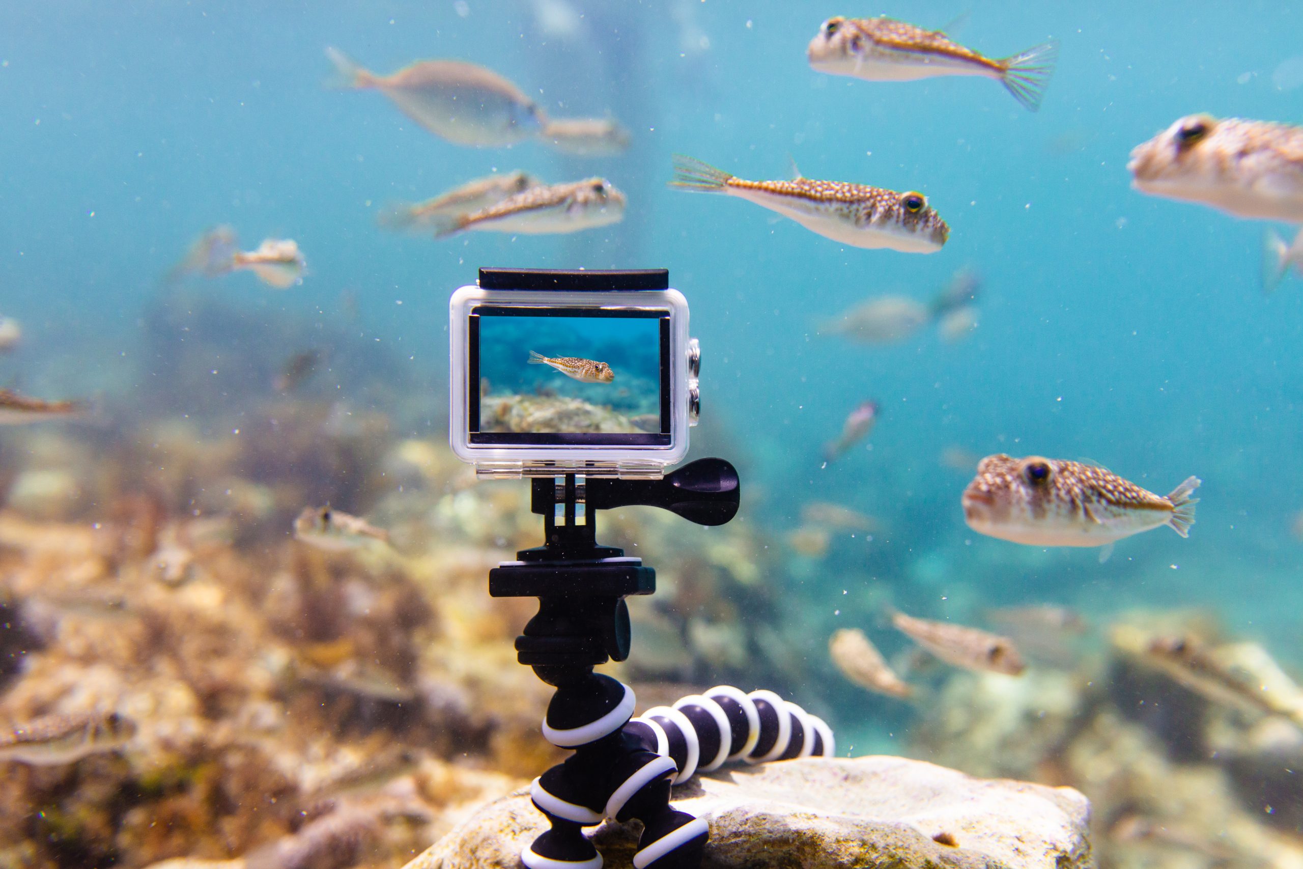 Using action-camera in waterproof box to make photos and video underwater underwater videos for social media