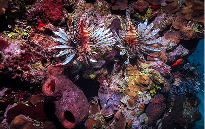 Scuba diving trips
